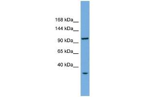 CHTF18 antibody used at 1 ug/ml to detect target protein. (CTF18 anticorps)