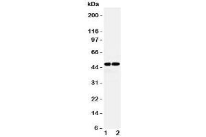 Western blot testing of AVPR1A antibody and Lane 1:  rat liver;  2: (r) kidney lysate. (AVPR1A anticorps  (Middle Region))