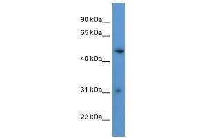 Western Blot showing ROPN1L antibody used at a concentration of 1-2 ug/ml to detect its target protein.