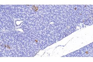 Detection of CP in Human Pancreas Tissue using Polyclonal Antibody to C-Peptide (CP) (C-Peptide anticorps)