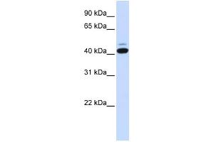 WB Suggested Anti-SMYD5 Antibody Titration:  0. (SMYD5 anticorps  (C-Term))