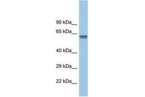 Image no. 1 for anti-Glycine Receptor, alpha 3 (GLRa3) (AA 131-180) antibody (ABIN6747717) (GLRA3 anticorps  (AA 131-180))