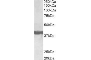 Biotinylated ABIN5539854-B (0. (SH3G2 anticorps  (Internal Region) (Biotin))