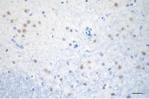 Immunohistochemistry was performed on paraffin-embedded mouse brain using USP39 antibody (ABIN7800734), 1:200).