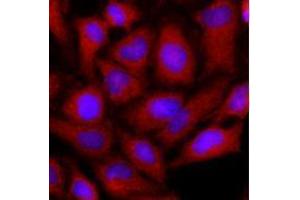 Immunofluorescence (IF) image for anti-Ornithine Aminotransferase (OAT) (AA 33-439) antibody (ABIN487352)