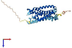 AlphaFold protein structure predicition of Human Recombinant CCR1 Protein, UniprotID P32246