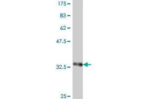 Western Blot detection against Immunogen (35.