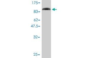 Western Blot detection against Immunogen (90. (SLU7 anticorps  (AA 1-586))