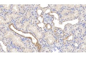 Detection of NECTIN2 in Human Kidney Tissue using Monoclonal Antibody to Nectin 2 (NECTIN2) (PVRL2 anticorps  (AA 76-353))