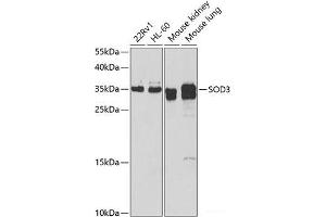 Western blot analysis of extracts of various cell lines using SOD3 Polyclonal Antibody at dilution of 1:1000. (SOD3 anticorps)