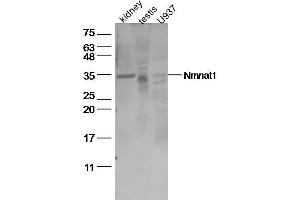 Lane 1: Mouse kidney lysates, Lane 2: Mouse testis lysates, Lane 3: U937 Cell lysates, probed with Nmnat1 Polyclonal Antibody, unconjugated (bs-11738R) at 1:500 overnight at 4°C followed by a conjugated secondary antibody for 60 minutes at 37°C. (NMNAT1 anticorps  (AA 201-279))