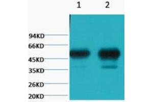 Western Blotting (WB) image for anti-Tubulin, beta 2A (TUBB2A) antibody (ABIN3178704) (TUBB2A anticorps)