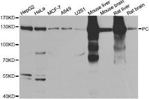 Western Blotting (WB) image for anti-PC antibody (ABIN1980317) (PC anticorps)