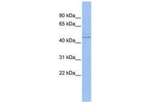 Image no. 1 for anti-Promyelocytic Leukemia (PML) (AA 35-84) antibody (ABIN6742751) (PML anticorps  (AA 35-84))