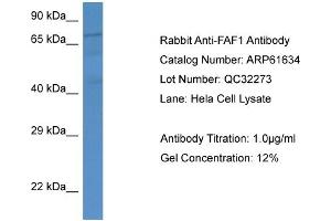 Western Blotting (WB) image for anti-Fas (TNFRSF6) Associated Factor 1 (FAF1) (Middle Region) antibody (ABIN2788856) (FAF1 anticorps  (Middle Region))
