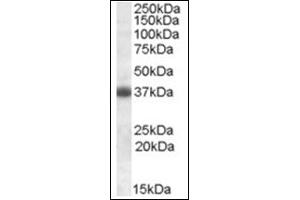 Image no. 1 for anti-Clusterin (CLU) (C-Term) antibody (ABIN375042) (Clusterin anticorps  (C-Term))