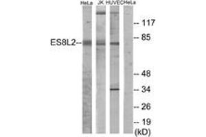 Western blot analysis of extracts from HeLa/Jurkat/HuvEc cells, using ES8L2 Antibody. (EPS8-Like 2 anticorps  (AA 1-50))