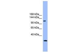 Image no. 1 for anti-KIAA0226 (KIAA0226) (AA 311-360) antibody (ABIN6745353) (Rubicon anticorps  (AA 311-360))