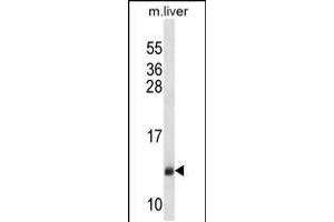 Western blot analysis in mouse liver tissue lysates (35ug/lane). (SEC61B anticorps  (AA 42-70))