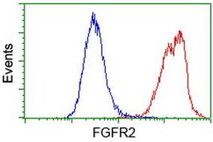 Flow cytometric Analysis of Hela cells, using anti-FGFR2 antibody (ABIN2454521), (Red), compared to a nonspecific negative control antibody, (Blue). (FGFR2 anticorps)