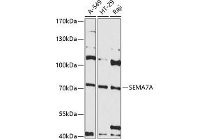 Western blot analysis of extracts of various cell lines, using SEMA antibody (ABIN6132244, ABIN6147525, ABIN6147526 and ABIN6215605) at 1:3000 dilution.