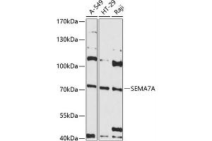 Western blot analysis of extracts of various cell lines, using SEMA antibody (ABIN6132244, ABIN6147525, ABIN6147526 and ABIN6215605) at 1:3000 dilution. (SEMA7A anticorps  (AA 45-280))
