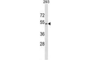 WWTR1 Antibody (C-term) western blot analysis in 293 cell line lysates (35 µg/lane). (WWTR1 anticorps  (C-Term))