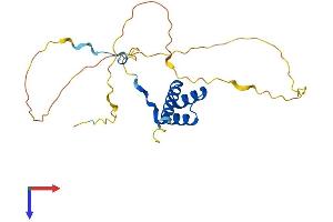 AlphaFold protein structure predicition of Mouse Recombinant Hoxc5 Protein, UniprotID P32043