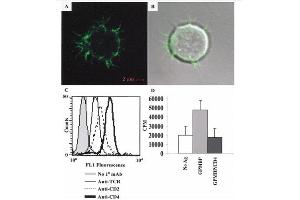 Donor R1-trans T-APC have I-A dendrites.