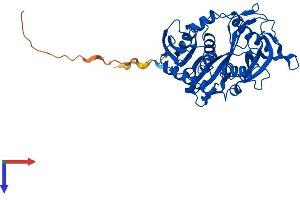 AlphaFold protein structure predicition of Mouse Recombinant Dxo Protein, UniprotID O70348