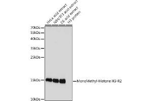 Western blot analysis of extracts of various cell lines, using MonoMethyl-Histone H3-R2 antibody (ABIN3017476, ABIN3017477, ABIN3017478 and ABIN6220105) at 1:1000 dilution. (Histone 3 anticorps  (H3R2me))