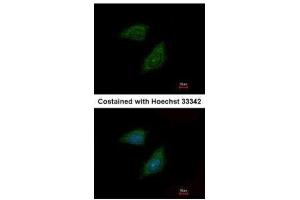 ICC/IF Image Immunofluorescence analysis of methanol-fixed HeLa, using Protease Inhibitor 15, antibody at 1:500 dilution. (PI15 anticorps  (C-Term))