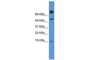 Bmp2 antibody used at 0. (BMP2 anticorps  (Middle Region))