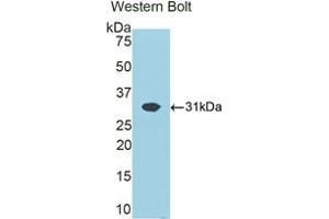 Western blot analysis of the recombinant protein. (ATP1B1 anticorps  (AA 53-304))