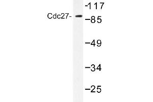 Image no. 1 for anti-Cell Division Cycle 27 Homolog (S. Cerevisiae) (CDC27) antibody (ABIN272279) (CDC27 anticorps)