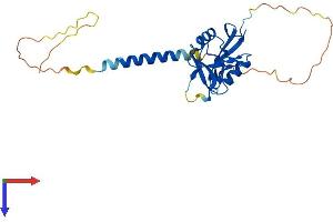 AlphaFold protein structure predicition of Mouse Recombinant Clec7a Protein, UniprotID Q6QLQ4