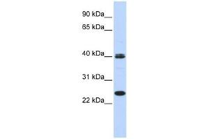 MESP1 antibody used at 0. (MESP1 anticorps  (N-Term))