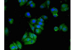 Immunofluorescent analysis of HepG2 cells using ABIN7159573 at dilution of 1:100 and Alexa Fluor 488-congugated AffiniPure Goat Anti-Rabbit IgG(H+L)