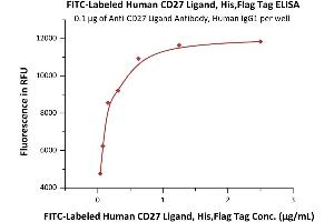 Immobilized A Ligand Antibody, Human IgG1 at 1 μg/mL (100 μL/well) can bind Fed Human CD27 Ligand, His,Flag Tag (ABIN6972978) with a linear range of 0.