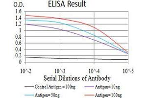 anti-Isocitrate Dehydrogenase 1 (NADP+), Soluble (IDH1) (AA 156-298) antibody