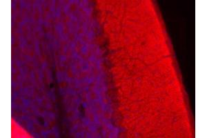Indirect immunohistochemistry of a mouse cerebellum section (dilution 1 : 100; red). (TMEM163 anticorps  (AA 44-63))