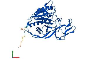 AlphaFold protein structure predicition of Mouse Recombinant Acy3 Protein, UniprotID Q91XE4