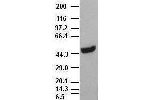 CK18 antibody (1H10) at 1:1000 with HepG2 cell lysate (Cytokeratin 18 anticorps  (AA 69-372))
