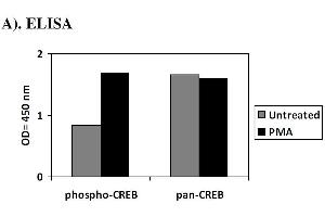 Image no. 1 for cAMP Responsive Element Binding Protein 1 (CREB1) ELISA Kit (ABIN1981780) (CREB1 Kit ELISA)