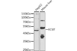 Western blot analysis of extracts of various cell lines, using ECSIT antibody (ABIN6130352, ABIN6139923, ABIN6139924 and ABIN6223767) at 1:1000 dilution. (ECSIT anticorps  (AA 50-296))