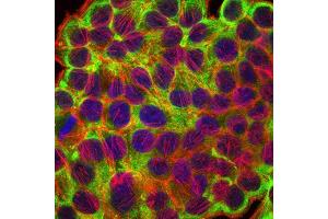 Immunofluorescence analysis of HepG2 cells using KRT19 mouse mAb (green). (Cytokeratin 19 anticorps)
