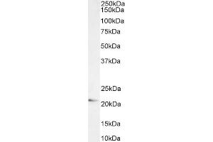 (ABIN184829) (1 μg/mL) staining of K562 cell lysate (35 μg protein in RIPA buffer) . (ARL6IP5 anticorps  (C-Term))