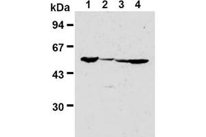 Western Blotting (WB) image for anti-Fizzy/cell Division Cycle 20 Related 1 (FZR1) antibody (ABIN487309) (FZR1 anticorps)