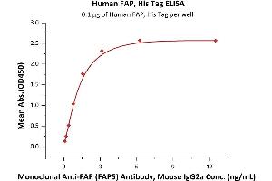 Immobilized Human FAP, His Tag (ABIN6973052) at 1 μg/mL (100 μL/well) can bind Monoclonal Anti-FAP (FAP5) Antibody, Mouse IgG2a with a linear range of 0. (FAP Protein (AA 26-760) (His tag))