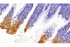 Detection of CAV1 in Rat Colon Tissue using Polyclonal Antibody to Caveolin 1 (CAV1)
